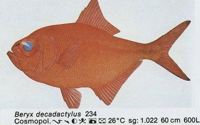 Beryx decadactylus